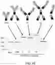 Fig. 44 - COMPOSITIONS AND METHODS RELATED TO ENGINEERED FC-ANTIGEN BINDING DOMAIN CONSTRUCTS