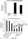 Fig. 46 - COMPOSITIONS AND METHODS RELATED TO ENGINEERED FC-ANTIGEN BINDING DOMAIN CONSTRUCTS