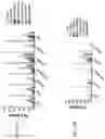 Fig. 131 - Anti-Human CD52 Immunoglobulins