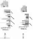 Fig. 133 - Anti-Human CD52 Immunoglobulins