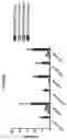 Fig. 90 - Anti-Human CD52 Immunoglobulins