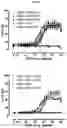 Fig. 05 - Single chain binding molecules comprising N-terminal ABP