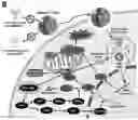 Fig. 01 - Multimodal cancer therapy comprising chimeric viral/nonviral nanoparticles and anticancer agents