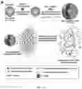 Fig. 02 - Multimodal cancer therapy comprising chimeric viral/nonviral nanoparticles and anticancer agents