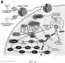 Fig. 03 - Multimodal cancer therapy comprising chimeric viral/nonviral nanoparticles and anticancer agents