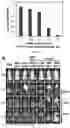 Fig. 06 - Multimodal cancer therapy comprising chimeric viral/nonviral nanoparticles and anticancer agents