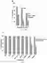 Fig. 13 - Multimodal cancer therapy comprising chimeric viral/nonviral nanoparticles and anticancer agents