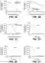 Fig. 08 - ANTI-KLK5 ANTIBODIES AND METHODS OF USE