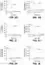 Fig. 09 - ANTI-KLK5 ANTIBODIES AND METHODS OF USE