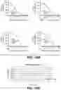 Fig. 35 - ANTI-KLK5 ANTIBODIES AND METHODS OF USE