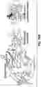 Fig. 67 - ANTI-KLK5 ANTIBODIES AND METHODS OF USE