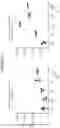 Fig. 13 - Anti-CD38 antibodies