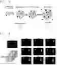 Fig. 02 - Polymeric gel and preparation method therefor, and article comprising same