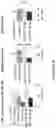 Fig. 06 - Nanoprobe-metal chelator complexes