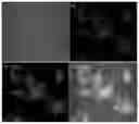 Fig. 01 - NIR fluorescent probe for labeling mitochondria
