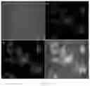Fig. 03 - NIR fluorescent probe for labeling mitochondria