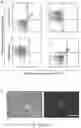 Fig. 17 - Microfluidic devices and methods for purifying rare antigen-specific T cell populations