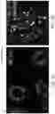 Fig. 03 - Cell culture media and method for culturing breast cancer cells