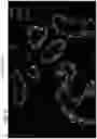 Fig. 06 - Cell culture media and method for culturing breast cancer cells