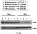Fig. 03 - Method For Selecting High-Efficacy Stem Cell By Using Downregulation In Expression Or Activity Of Socs