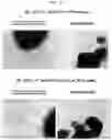 Fig. 04 - CELL CULTURING USING NANOFIBERS