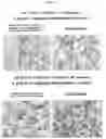 Fig. 05 - CELL CULTURING USING NANOFIBERS
