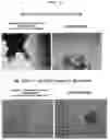 Fig. 06 - CELL CULTURING USING NANOFIBERS
