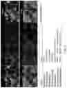 Fig. 10 - Multi donor stem cell compositions and methods of making same