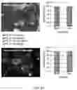 Fig. 22 - Multi donor stem cell compositions and methods of making same
