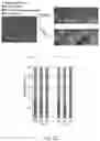 Fig. 23 - Multi donor stem cell compositions and methods of making same