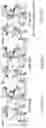 Fig. 10 - Aldehyde dehydrogenase variants and methods of use