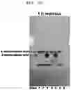 Fig. 03 - Transaminases and method, for deaminating amino compound, using same