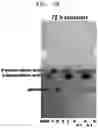 Fig. 07 - Transaminases and method, for deaminating amino compound, using same
