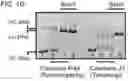 Fig. 04 - Modified cascade ribonucleoproteins and uses thereof