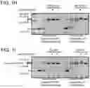 Fig. 05 - Modified cascade ribonucleoproteins and uses thereof