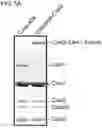 Fig. 11 - Modified cascade ribonucleoproteins and uses thereof