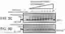 Fig. 13 - Modified cascade ribonucleoproteins and uses thereof