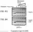Fig. 15 - Modified cascade ribonucleoproteins and uses thereof