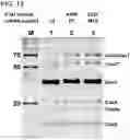 Fig. 24 - Modified cascade ribonucleoproteins and uses thereof