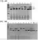 Fig. 25 - Modified cascade ribonucleoproteins and uses thereof