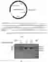 Fig. 02 - COMPOSITIONS AND METHODS FOR GENE EDITING