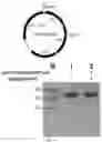 Fig. 04 - COMPOSITIONS AND METHODS FOR GENE EDITING