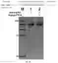 Fig. 05 - COMPOSITIONS AND METHODS FOR GENE EDITING