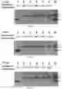 Fig. 06 - COMPOSITIONS AND METHODS FOR GENE EDITING