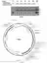 Fig. 07 - COMPOSITIONS AND METHODS FOR GENE EDITING
