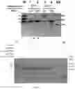 Fig. 09 - COMPOSITIONS AND METHODS FOR GENE EDITING