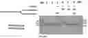 Fig. 11 - COMPOSITIONS AND METHODS FOR GENE EDITING
