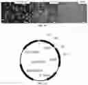 Fig. 13 - COMPOSITIONS AND METHODS FOR GENE EDITING