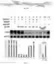 Fig. 14 - COMPOSITIONS AND METHODS FOR GENE EDITING