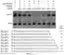Fig. 15 - COMPOSITIONS AND METHODS FOR GENE EDITING